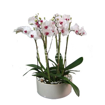 3 Orquideas Phalenopsis