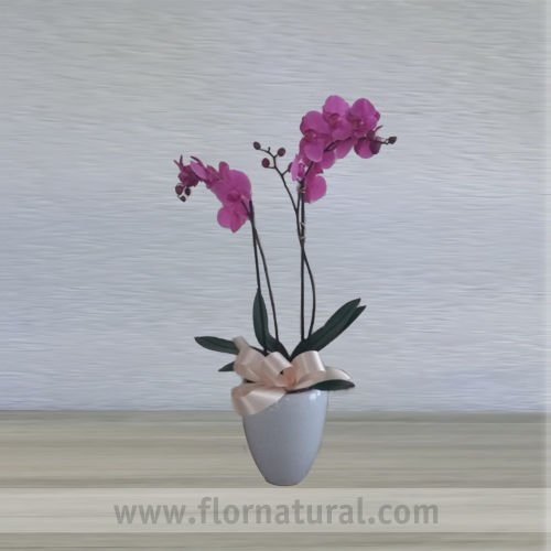 Planta de Orquidea Phalaenopsis,  1 planta doble vara