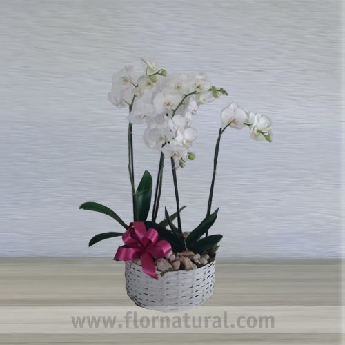 Planta de Orquidea Phalaenopsis,  2 plantas doble vara