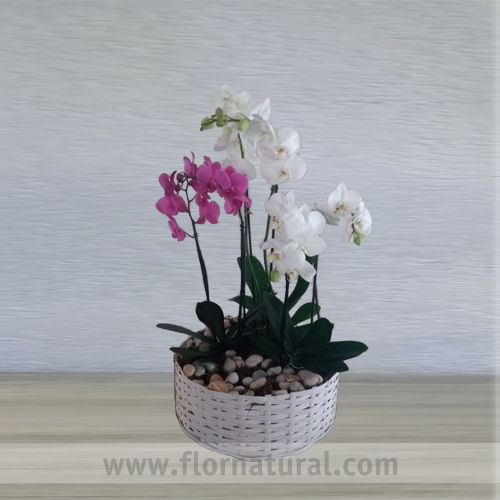 Planta de Orquidea Phalaenopsis,  3 plantas doble vara